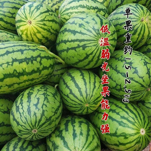 National 2k watermelon seeds thin-skin gift small watermelon pearl red watermelon non-split melon early spring ruby watermelon seeds 2K watermelon seeds/pack about 50 pieces 3 packs