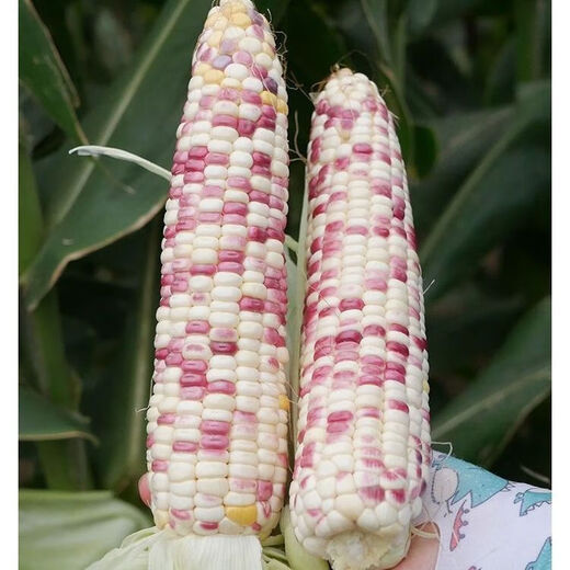 Nationally approved super large stick sweet waxy colorful corn seeds, new varieties of colorful waxy corn seeds, farmers' high-yield corn seeds, nationally approved colorful corn seeds, 1 pack of about 50 grains