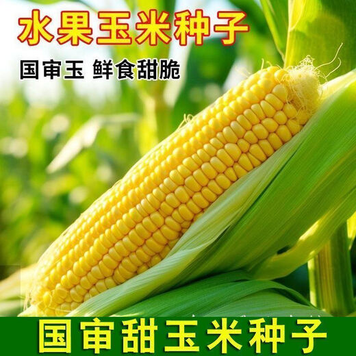 National Approval Fruit Corn Seeds Fresh Sweet and Crisp National Approval Sweet Corn Seeds Farmhouse Garden Vegetables National Approval Fruit Corn Seeds 2 packs of about 100 grains