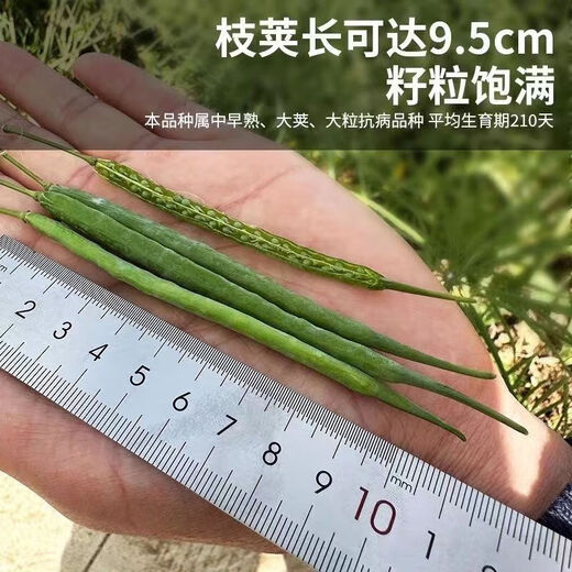 High-yielding Oil King 888 rapeseed, high-quality non-GMO black seed, special for oil extraction, low-stem, high-yielding, autumn sowing and cold-resistant. High-yielding 888 Oil King seeds, 3 packs of about 240 grams