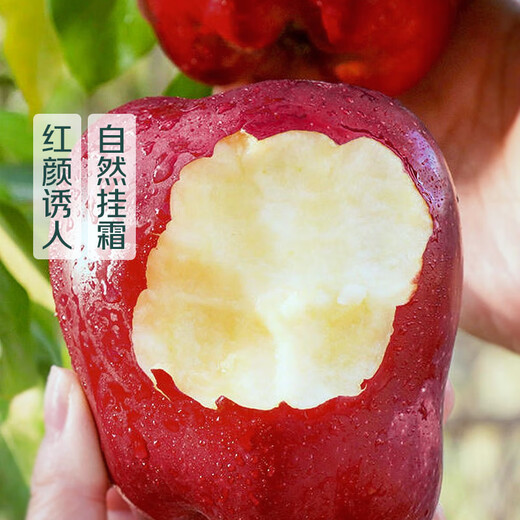 Gansu Tianshui Huaniu apple 2 pieces about 500g