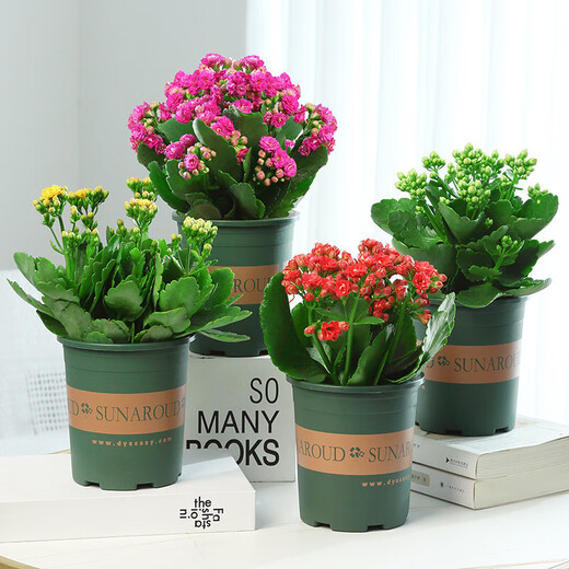 Kalanchoe potted plant with double large flowers and buds is a flower plant that blooms indoors in all seasons and is easy to grow. 12. Golden Fox (with buds) comes with fertilizer and contains a gallon pot.