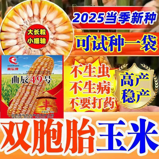 Quchen No. 49 double-cob corn seed, high-yielding, short-stem, lodging-resistant, large-cob drought-resistant, Southwest Academy of Agricultural Sciences, high-quality and improved variety, Quchen No. 49 corn seed, 2kg, 1 package, recommended by the store manager, contact customer service
