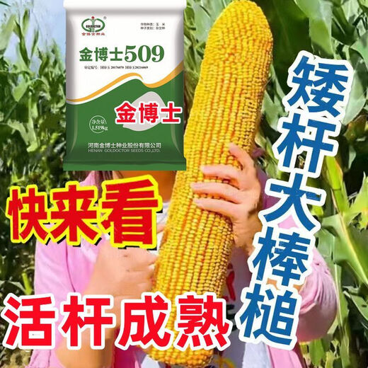 Bulk collection of original high-yielding corn seeds red-shaft dwarf stems insect-resistant and disease-resistant golden grain twins Ma Ya Bao Gu high-yield Wang Shuangguo Approval Dr. Jin 509 drought-resistant corn drought-resistant lodging and insect-resistant one bag of three Jin Jin is equal to 0.5 kilograms + high yield technology
