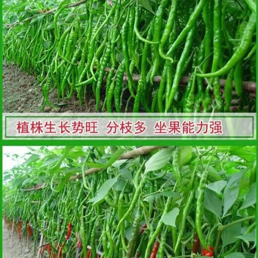 8819 pepper seeds, spicy and super spicy dry chili, wrinkled red pepper, high yield pepper, farm field vegetable seeds, 8819 pepper seeds, 3 packs, about 900 pieces