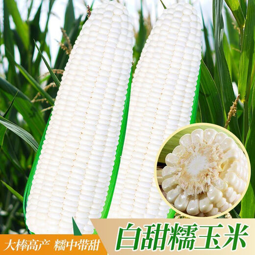 【国审】玉米种子甜糯玉米种子杂交玉米白玉米国审玉米种子 国审白玉米种子 2包约100粒