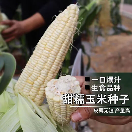 【国审】玉米种子甜糯玉米种子杂交玉米白玉米国审玉米种子 国审白玉米种子 2包约100粒