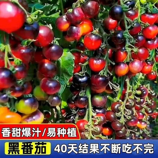 Black Tomato Seeds, Waterfall Tomatoes, Black Pearl Tomatoes, Small Tomato Seeds, Potted Cherry Tomato Fruit Seeds, Black Falls Cherry Tomato Seeds/pack, about 200 capsules, 1 pack