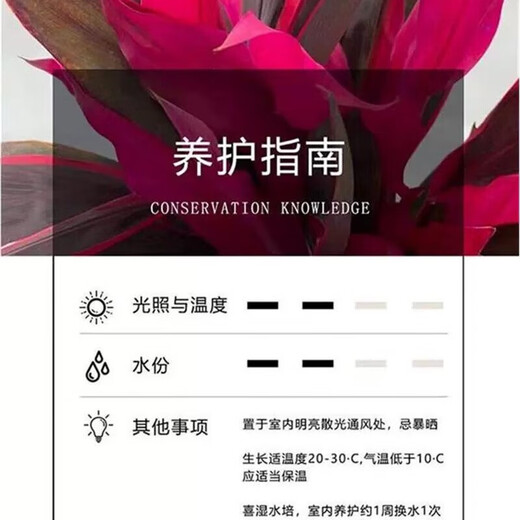 Red Vermilion Banana Lucky Bamboo Hydroponic Plant Lucky Flowers Red Leaves Lucky Bamboo for Buddha Good Care Chinese Valentine's Day Gift Fresh-cut Hydroponic Lucky Bamboo 6 Branches Not Bottle