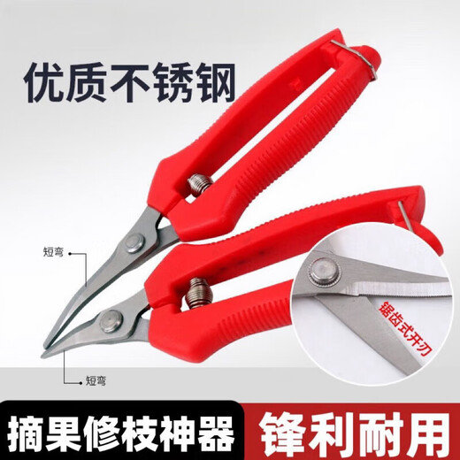 German quality stainless steel large tilted head fruit picking scissors for tomatoes, navel oranges, picking scissors for oranges and grapes 1 pair with serrated teeth for sharper short tilted heads