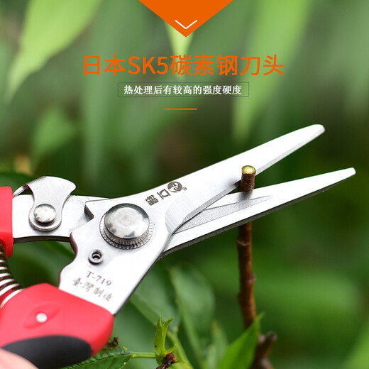 立锦园艺植物修剪花卉剪刀果剪刀摘果剪枇杷摘果器采果剪剪花枝剪刀 T-719日本钢采果剪