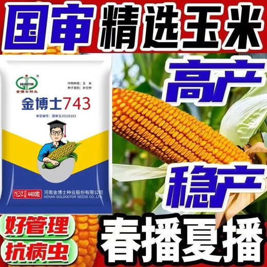 High-yielding corn seeds, short stalks, large sticks, disease-resistant, lodging-resistant, drought-resistant, high-temperature and waterlogging-resistant, bract seeds resistant to ear rot, Dr. Jin 743 disease-resistant and drought-resistant (4,400 grains per generation)