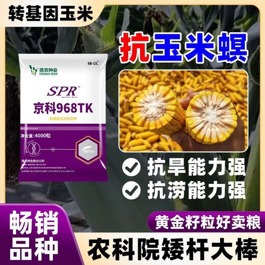 壮汉转基因高产玉米种子抗倒抗旱大棒抗虫矮杆封顶性好高净度苞谷种 转基因抗虫高产【3950粒】封顶好