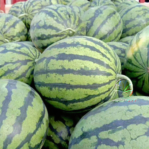 NONGZHIZI Sweet 4k watermelon seeds early maturing 4k potted plants 4k gift Ares 2k watermelon seedlings seeds early spring ruby watermelon seeds 20 capsules/small
