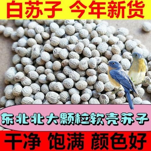 New white perilla large grain perilla seed bird food canary hibiscus bird oriole pearl white swallow jade bird food parrot bird food 250g white perilla seed
