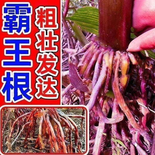 High-yielding corn seeds, short stalks, large sticks, disease-resistant, lodging-resistant, drought-resistant, high-temperature and waterlogging-resistant, bract seeds resistant to ear rot, Dr. Jin 743 disease-resistant and drought-resistant (4,400 grains per generation)