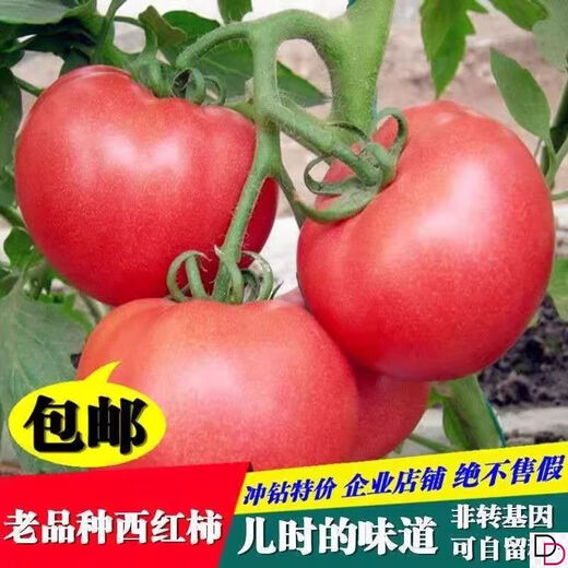 Tomato seeds old variety tomato seeds taste good pink fruit large fruit tomato pink fruit tomato seeds hardcover 200 capsules-A
