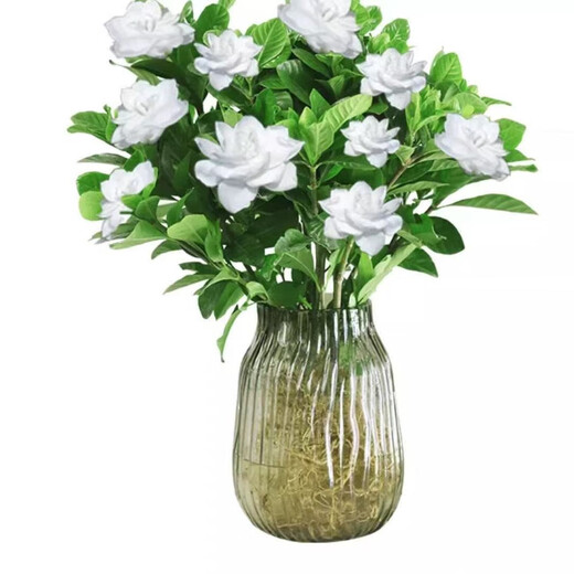 Small potted gardenia potted plant blooms in all seasons without buds. Indoor pothos hydroponic flowers and green plants are easy to grow and live. Low-profile 15-20cm 2 plants. Flowering in small quantities in the year. Strong-flavored gardenia.