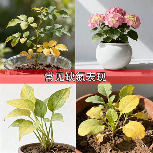 Quick-acting nitrogen fertilizer, medium granular 46% agricultural urea, general-purpose for flowers, green plants, vegetables, fruits, vegetables and fruit trees, medium granular urea 46% 50Jin Jin equal to 0.5kg sub-package