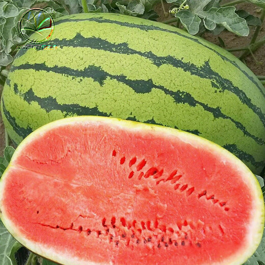 NONGZHIZI Xinong No. 8 Watermelon Seeds Large Watermelon Extra Large Fruit and Vegetable Seeds Suitable for the South Authentic Xinong No. 8 Watermelon Seeds 30 capsules x 5/medium ripe