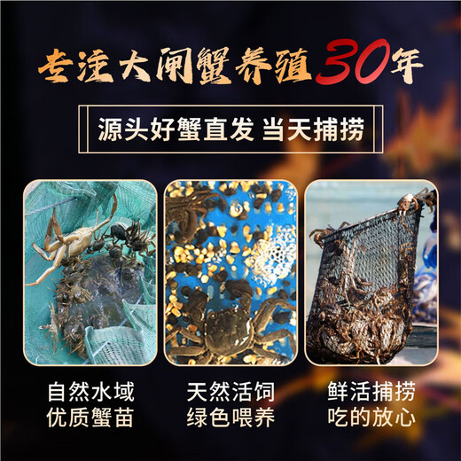 Live crabs Lake fresh Yangcheng hairy crabs whole female 3.3-3.6 pairs 8 pieces with rope feet removed fresh stock fresh aquatic products extra large crab gift seafood gift box
