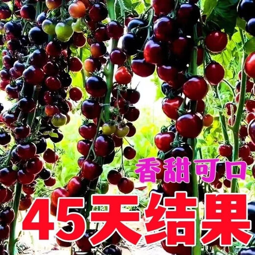 Black Tomato Seeds, Waterfall Tomatoes, Black Pearl Tomatoes, Small Tomato Seeds, Potted Cherry Tomato Fruit Seeds, Black Falls Cherry Tomato Seeds/pack, about 200 capsules, 1 pack