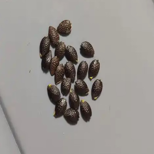 Premium Passion Fruit Seeds Passion Fruit Seeds Original Balcony Garden Fruit Southern Passion Fruit Seeds Selection Passion Fruit Seeds 1 pack of about 50 capsules