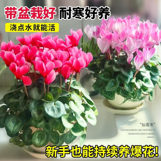 Cyclamen potted plant with flowers extra large rabbit flower plant indoor double Phalaenopsis blooms in all seasons, good for raising seedlings, high-quality original pot, big flower, good luck, Cyclamen (full bloom)