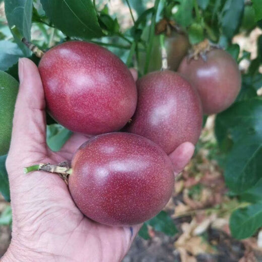 Premium Passion Fruit Seeds Passion Fruit Seeds Original Balcony Garden Fruit Southern Passion Fruit Seeds Selection Passion Fruit Seeds 1 pack of about 50 capsules