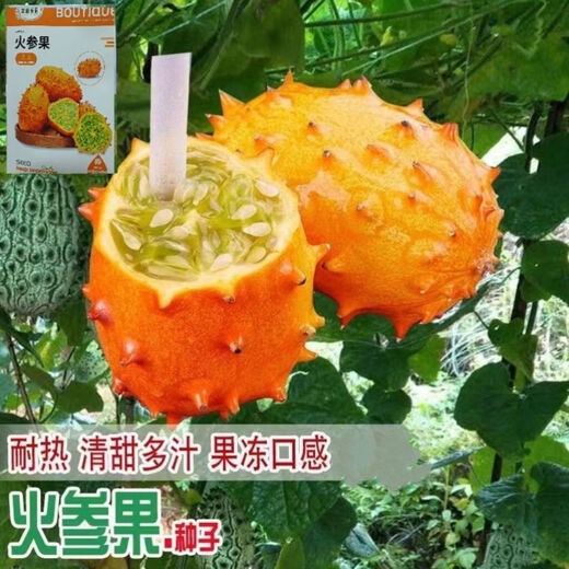 Authentic Fire Ginseng Fruit Seeds, African Honeydew Melon Seeds, Horned Melon Seeds, Mars Fruit Seeds, Sea Cucumber Fruit Special Fruit Seeds, Fire Ginseng Fruit Seeds/pack of about 25 capsules, 5 packs