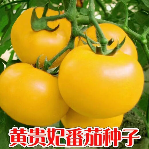Rhubarb persimmon seeds, yellow tomato seeds, yellow imperial concubine tomato seeds, Northeast large fruit spring vegetable seeds, rhubarb tomato seeds/pack, about 200 capsules, 1 pack