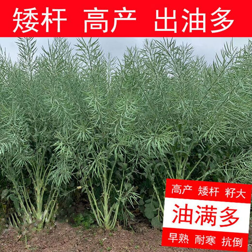 High-yielding Oil King 888 rapeseed, high-quality non-GMO black seed, special for oil extraction, low-stem, high-yielding, autumn sowing and cold-resistant. High-yielding 888 Oil King seeds, 3 packs of about 240 grams