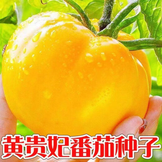Rhubarb persimmon seeds, yellow tomato seeds, yellow imperial concubine tomato seeds, Northeast large fruit spring vegetable seeds, rhubarb tomato seeds/pack, about 200 capsules, 1 pack
