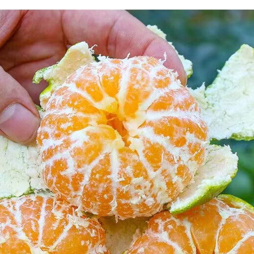 宜昌青皮蜜橘孕妇水果易剥皮应季水果橘子农家自种 三级果 宜昌蜜桔 三级果/带箱6斤