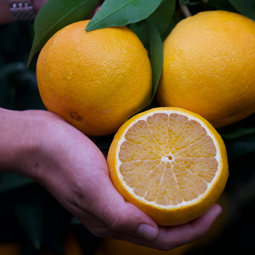 Guoluyuan Sichuan Ehime No. 38 Jelly Orange Seasonal Citrus Orange Fresh Seasonal Fruit Citrus Orange Seasonal Box 5Jin Jin equals 0.5kg Selected good fruit 70-80MM Net 4.5Jin Jin equals 0.5kg