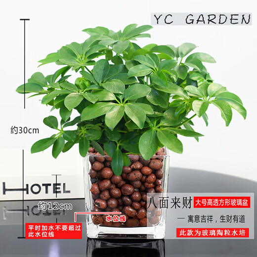 Bafang Laicai duck foot wood indoor living room office easy to maintain hydroponics water absorption basin lazy potted green plants flowers evergreen Bafang Laicai 2 pieces does not include pots