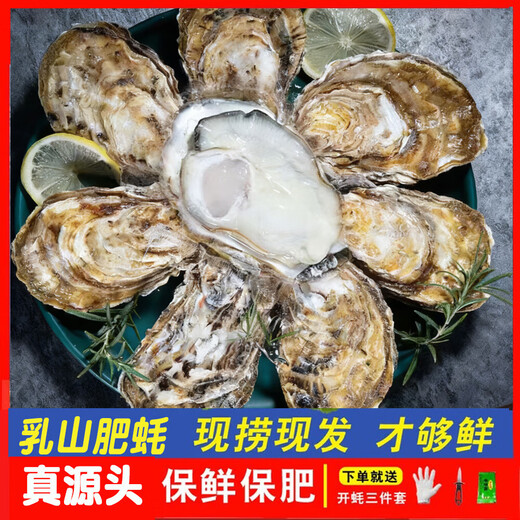 Fresh Rushan Oysters Fresh Authentic Rushan Oysters Sea Oysters 5 Jin Jin equals 0.5 kg box/10 Jin Jin equals 0.5 kg box 3XL medium oysters (20-30 pieces per box) with box 10 Jin Jin equals 0.5 kg