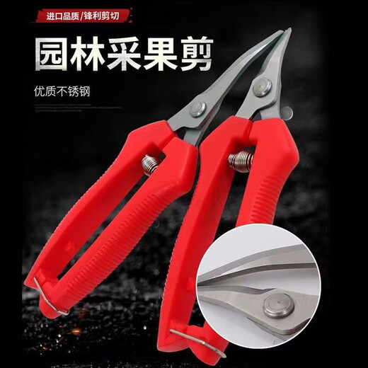German quality stainless steel large tilted head fruit picking scissors for tomatoes, navel oranges, picking scissors for oranges and grapes 1 pair with serrated teeth for sharper short tilted heads