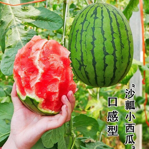 National 2k watermelon seeds thin-skin gift small watermelon pearl red watermelon non-split melon early spring ruby watermelon seeds 2K watermelon seeds/pack about 50 pieces 3 packs