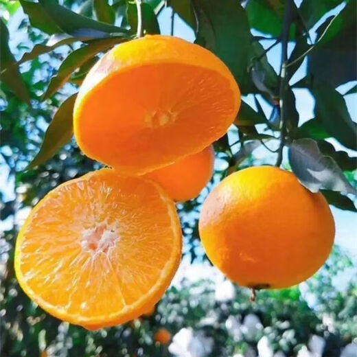 Qualité fraîche Sichuan Ehime No. 38 gelée d'orange agrumes orange fraîche en saison boîte entière de fruits boîte cadeau boîte complète 5Jin Jin équivaut à 0,5 kg de fruit unique 75-80 mm poids net 4,5Jin Jin équivaut à 0,5 kg