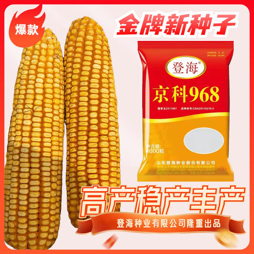 Denghai Jingke 968 original genuine lodging-resistant short-stem white-shaft corn seeds are disease-resistant, drought-resistant and high-temperature resistant and can be planted in the north and south. Denghai original 4000 grains 2 bags