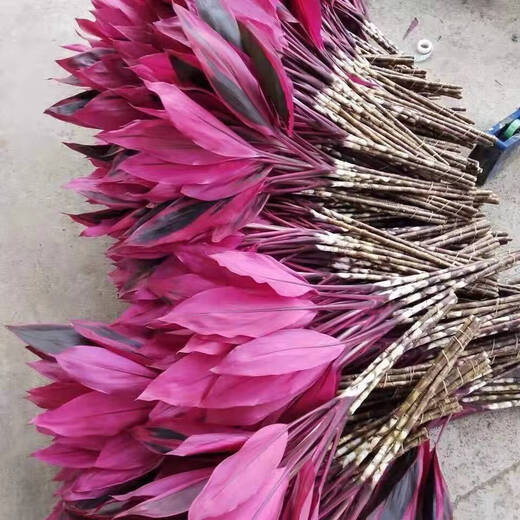 Red Vermilion Banana Lucky Bamboo Hydroponic Plant Lucky Flowers Red Leaves Lucky Bamboo for Buddha Good Care Chinese Valentine's Day Gift Fresh-cut Hydroponic Lucky Bamboo 6 Branches Not Bottle