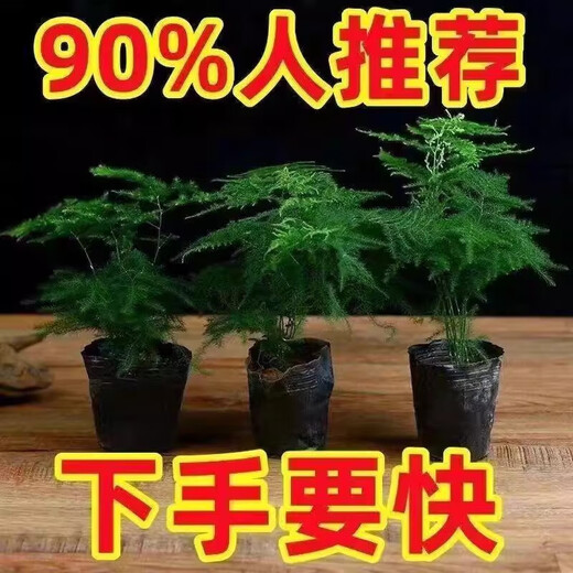 Asparagus potted green plants flowers bonsai plants indoor living room hydroponic Asparagus pine cloud bamboo Asparagus large seedlings evergreen all year round Asparagus 1 piece original pot original soil ball delivery height 15-25cm