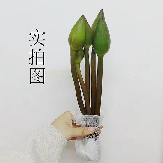 Water lily special price fresh flowers Guangzhou straight hair with buds indoor hydroponics niche fairy fluttering Chinese Valentine's Day gift 10 random color water lilies
