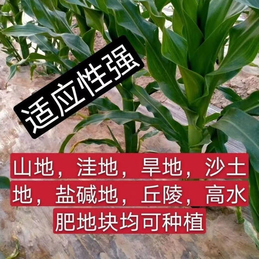 Denghai Jingke 968 original genuine lodging-resistant short-stem white-shaft corn seeds are disease-resistant, drought-resistant and high-temperature resistant and can be planted in the north and south. Denghai original 4000 grains 2 bags
