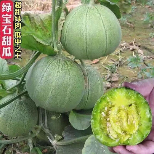 Emerald melon seeds, thin-skinned, super-sweet cantaloupe seeds, spring green-skinned, crispy melons for all seasons, early-maturing, high-yielding cantaloupe seeds, emerald melon seeds/pack, about 100 pieces, 3 packs