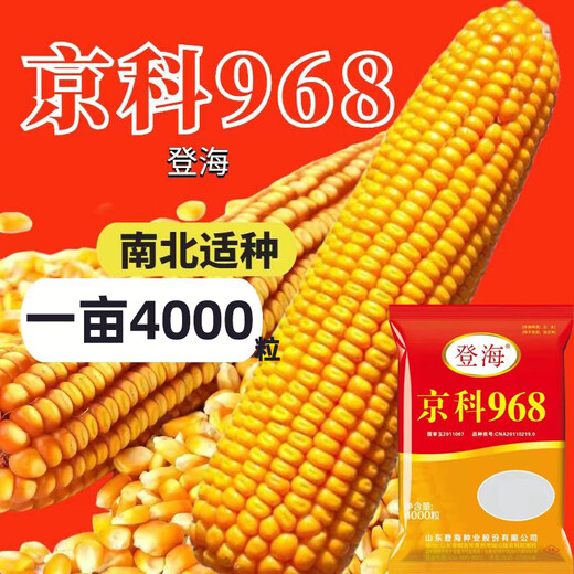 Denghai Jingke 968 original genuine lodging-resistant short-stem white-shaft corn seeds are disease-resistant, drought-resistant and high-temperature resistant and can be planted in the north and south. Denghai original 4000 grains 2 bags