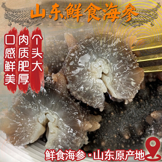 Shandong specialty Q-bomb fresh sea cucumber independently vacuum packed 500g Jingdong 5Jin Jin equals 0.5kg 8-12 heads