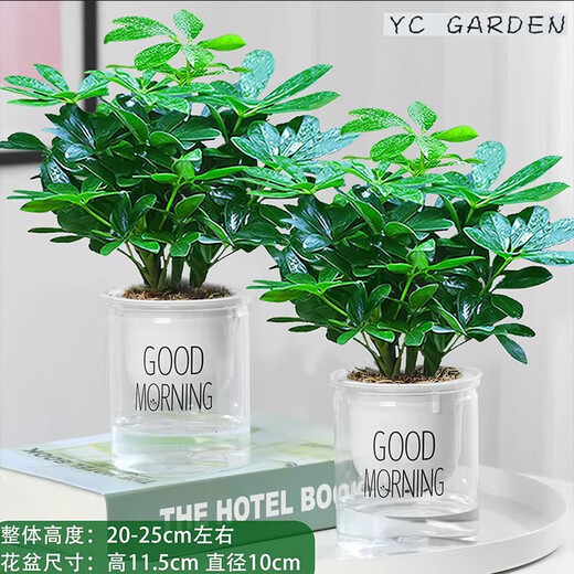 Bafang Laicai duck foot wood indoor living room office easy to maintain hydroponics water absorption basin lazy potted green plants flowers evergreen Bafang Laicai 2 pieces does not include pots