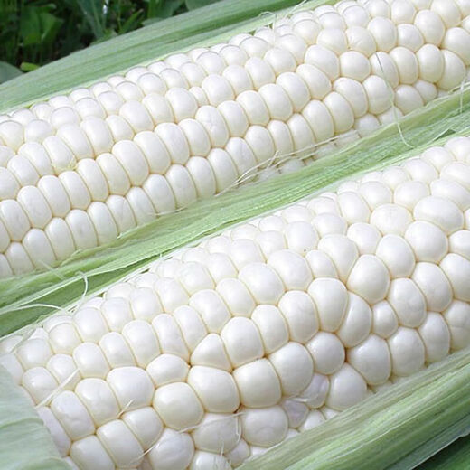 【国审】玉米种子甜糯玉米种子杂交玉米白玉米国审玉米种子 国审白玉米种子 2包约100粒